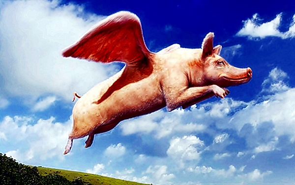 flying pig