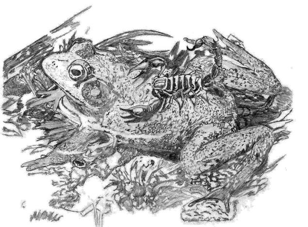 frog-scorpion