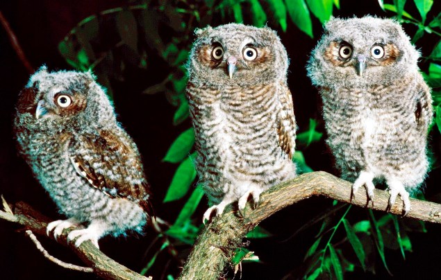 Owls
