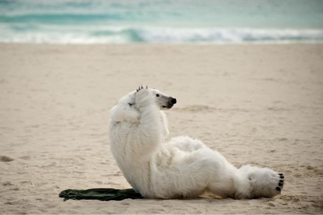 polar-bear